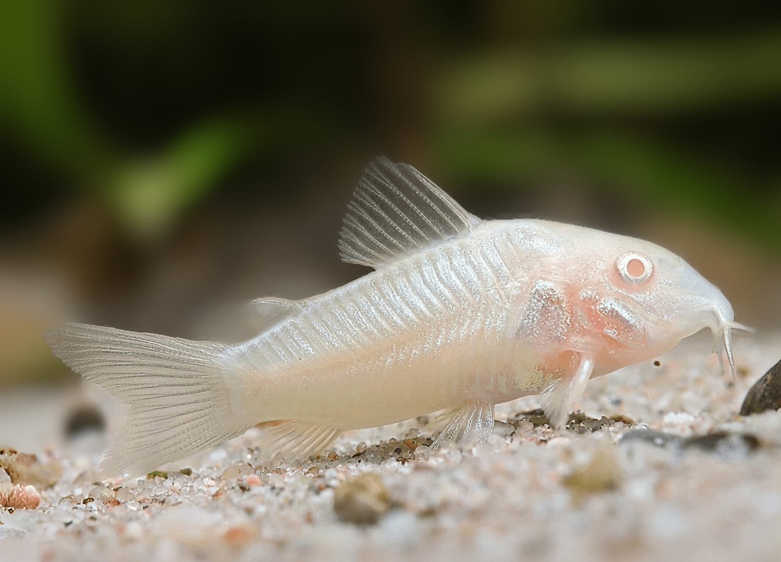 Albino